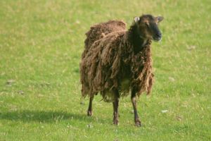 Soay Sheep, St Kilda