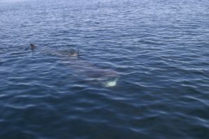 Basking Shark, Gunna Sound