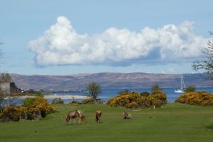 Lochranza, Arran, with deer on the golf course (credit CM)